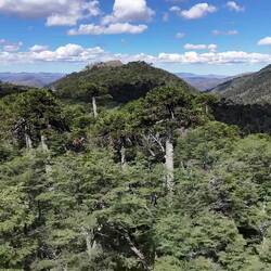 Über den Baumwipfeln