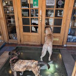 A restaurant I was going to, the dogs know where the good food is I guess