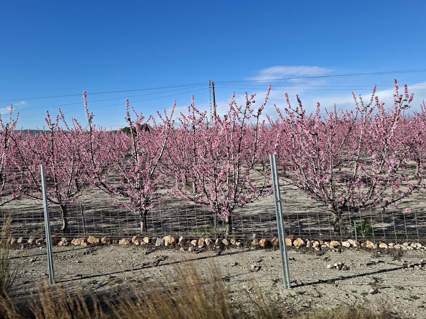 Immer wieder schön anzusehen: Die Mandelbaumblüte