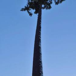 Winterpalme 🌲🌴