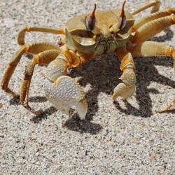 Strandwache , schwer fokussiert