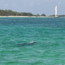Die sind fast so schnell, wie ich mit meine Flossen 👍🏻💪🏻
