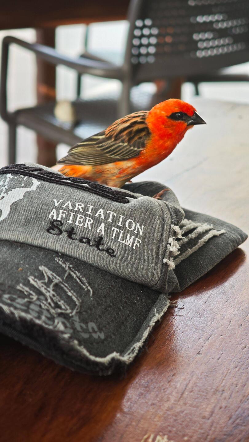 Dieser kleine Tyrann weiß ganz genau, bei wem er betteln kommen muss