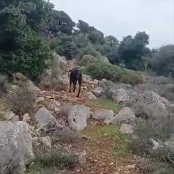 ..nicht weit von Monemvasia stürmt es noch ordentlich💨aber Schatzi und🐕‍🦺machen eine kleine Spritztour