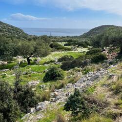 ..viel Grün und Frühlingsblumen🌼🌸🌾