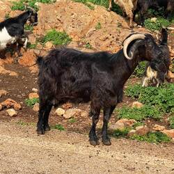 ..so viele Ziegen auf einmal habe ich noch nie gesehen😍das sind meine Lieblingspausen zwischendurch