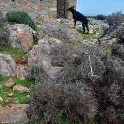 ..bei dem Sturm bekommt unsere Dobermann sogar Stehohren 🤣🤣🤣