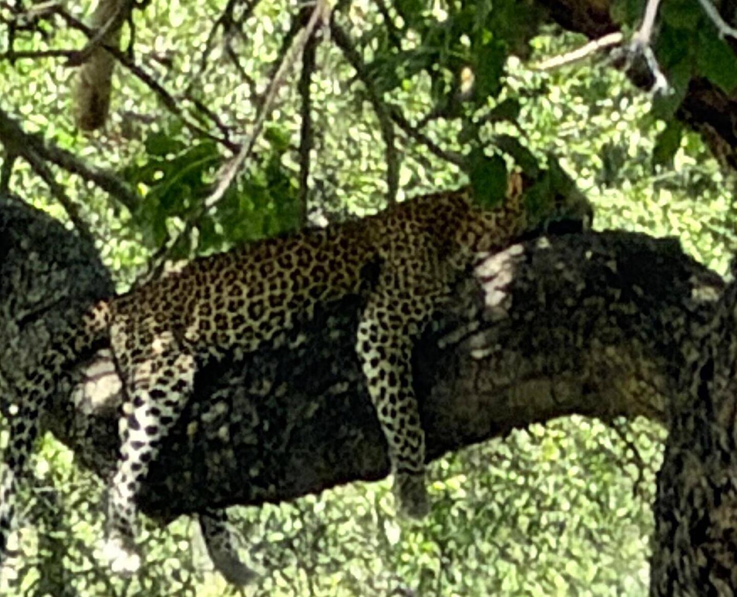 Leopard (very lucky to see)
