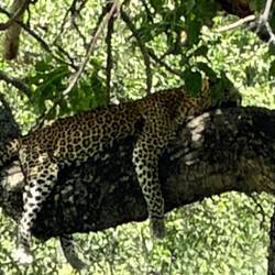 Leopard (very lucky to see)