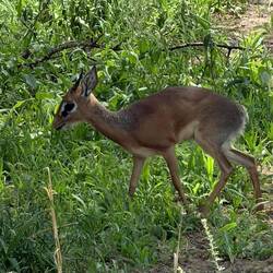 Dikdik (like a tiny deer)