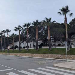 Palmenstämme wurden geschält - eine Pflegemaßnahme zur Vermeidung von Schädlingsbefall