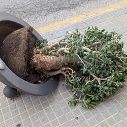 Wir konnten sie nicht aufheben