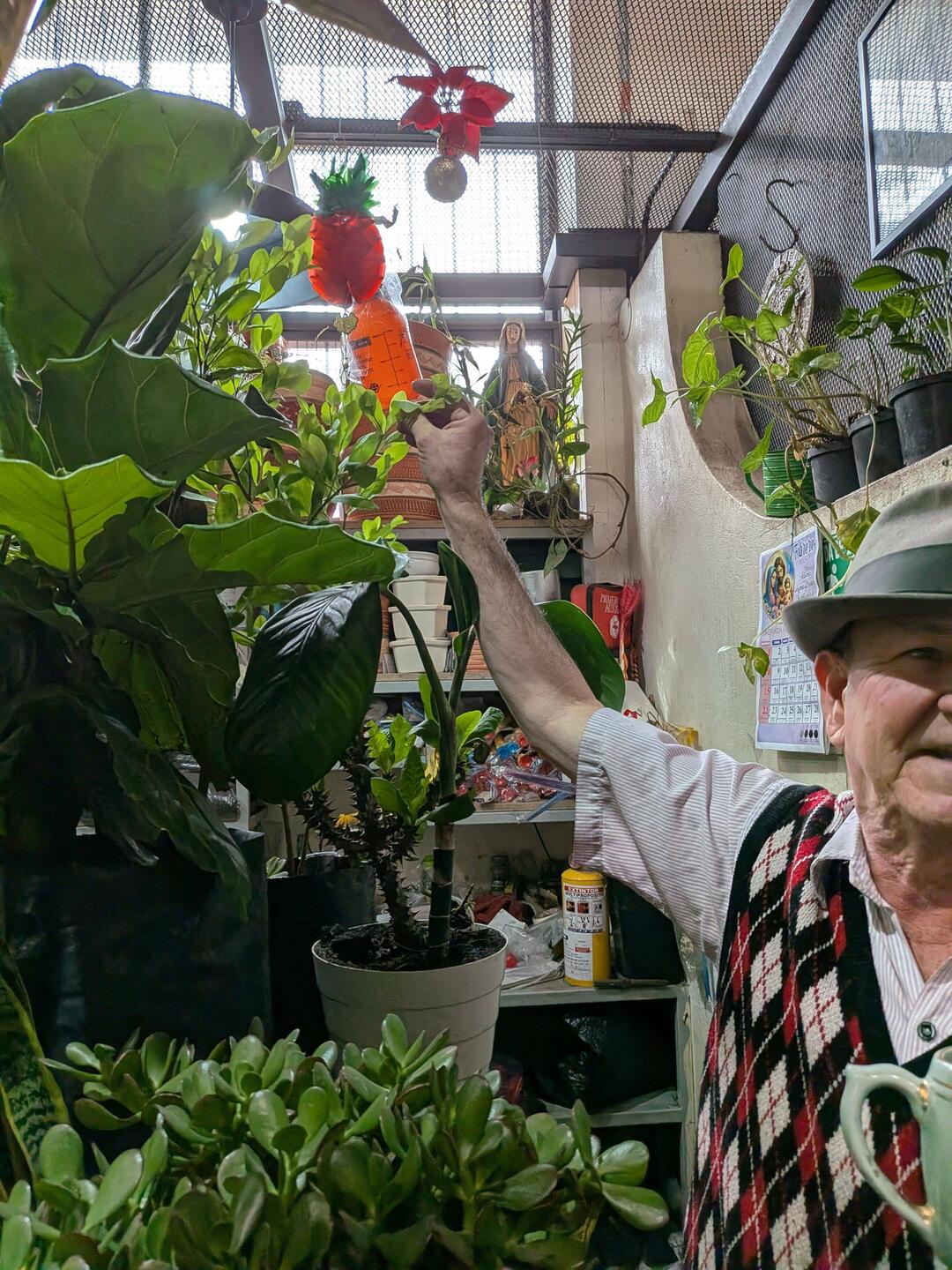 A plant vendor at the Mercado holding coca.