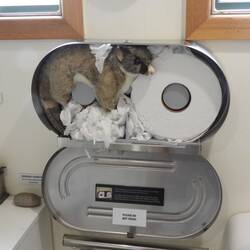 Pooseum - possum in toilet roll dispenser