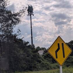 A telefono palm tree