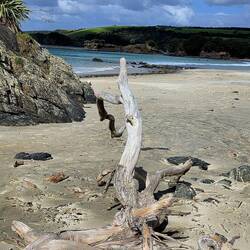Tawharanui Regional Park