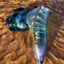 Wieder eine dieser portugiesischen Galeeren (Physalia physalis), die auch als Seeblase bekannt ist.