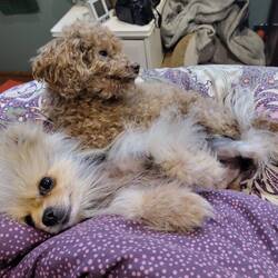 Movie and duvet time. Big spoon and little spoon. Excuse the mess; too cute not to share.