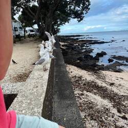 Nicht mit Enten, dafür mit Möven... 😄