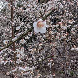 Die Ume (Pflaume) blüht gerade.