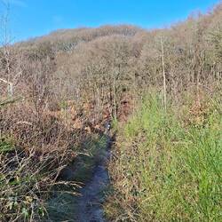 Ein Ginster Singletrail.