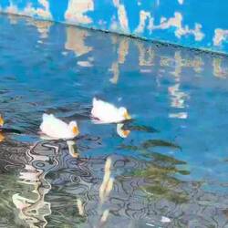 ..das sind die einzigen Nachbarn und Schakale heulen wieder in der Nacht..🦆🐺