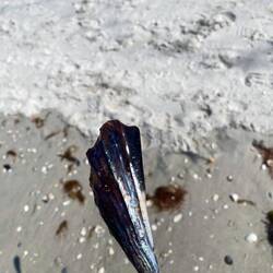 Samstag Morgen "Barfoot Beach, Bonita Springs