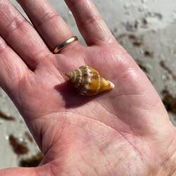 Barefoot beach .. Mini Muschel