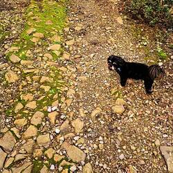 Pot je na delih še vedno lepo tlakovana, videti je, da je bila včasih lepo urejena.