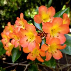 Colorful flowers all around