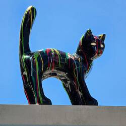 Rooftop Drip-cat