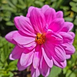 Colorful flowers all around