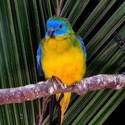 Beautiful bird in the aviary