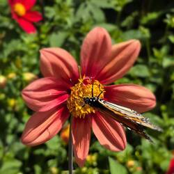 Flower & monarch butterfly