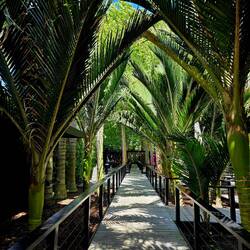 Palm-lined gallery (Pitt Island Nikau Palms)