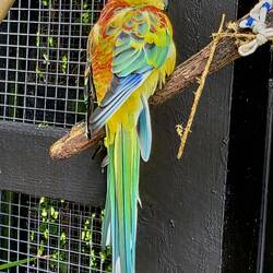 Pretty live bird in the aviary