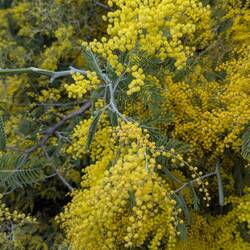 Blühende Silber-Akazien