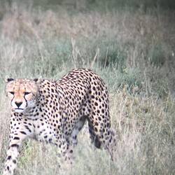 3 Geparden beim Spielen