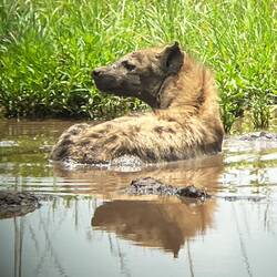 Einer der "Ugli 5" macht seinem Namen alle Ehre