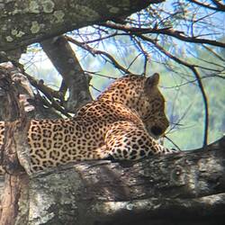 Leopard auf Ausschau nach Noplis.