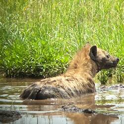 Und macht hier Hyänen Wellness