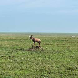Eine Topi Antilope die bisschen weiter schauen wollte und sich dafür ein Hügelchen aussuchte
