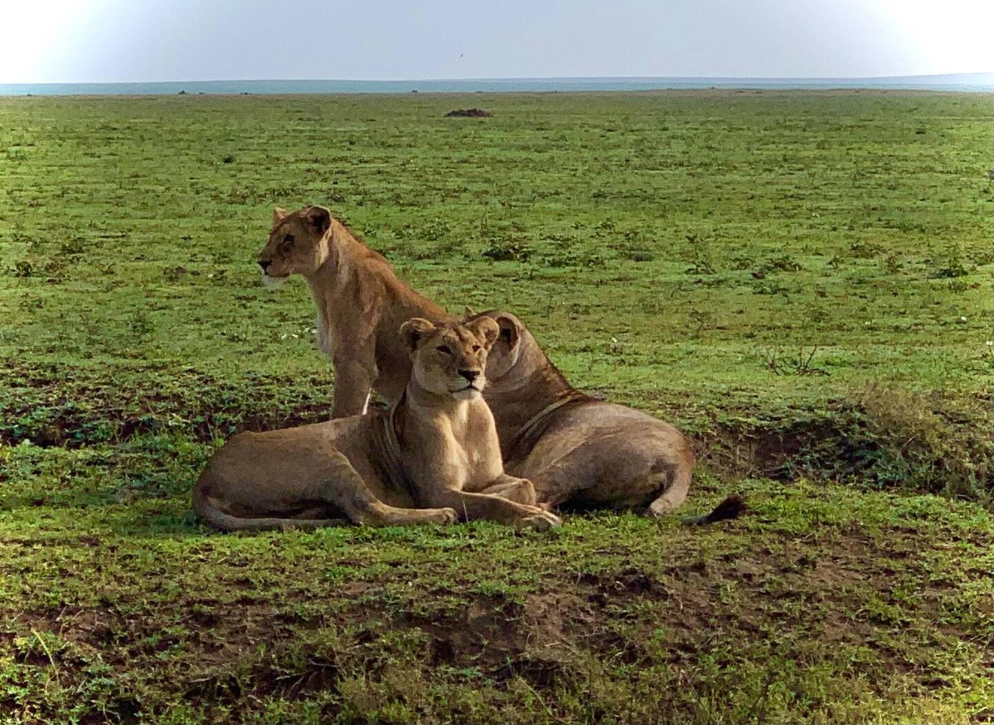 3 Löwinnen auf Ausschau nach Gazellen