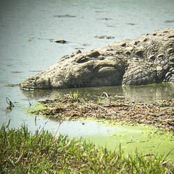 Ob der wohl echt ist?