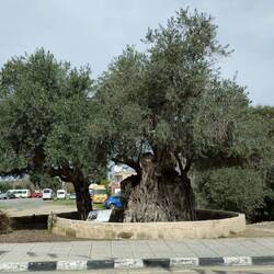 Uralter Olivenbaum. Wir erinnerten uns und fanden ihn wieder.