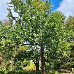 Gingobaum ca. 15 m hoch