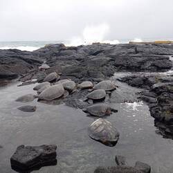 Tortues à shipman beach