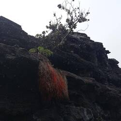 Racine de l'arbre ohia