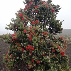 Arbre emblématique ohia en fleur