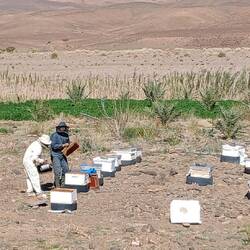 Imker bei der Arbeit